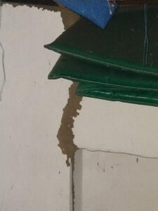 Cupim em Niterói Dedetização em Niterói